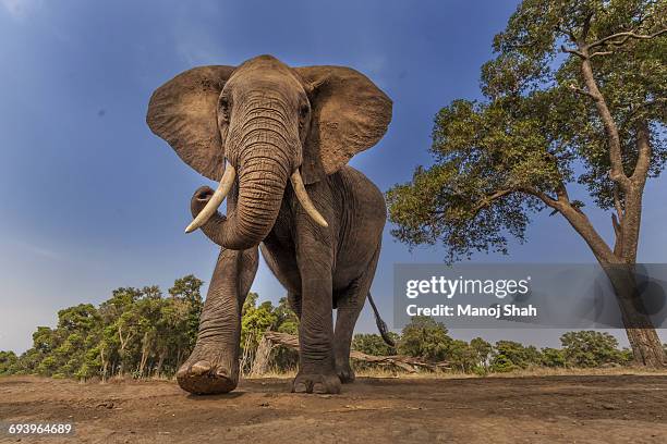 afrcan elephant on the move - olifant stockfoto's en -beelden