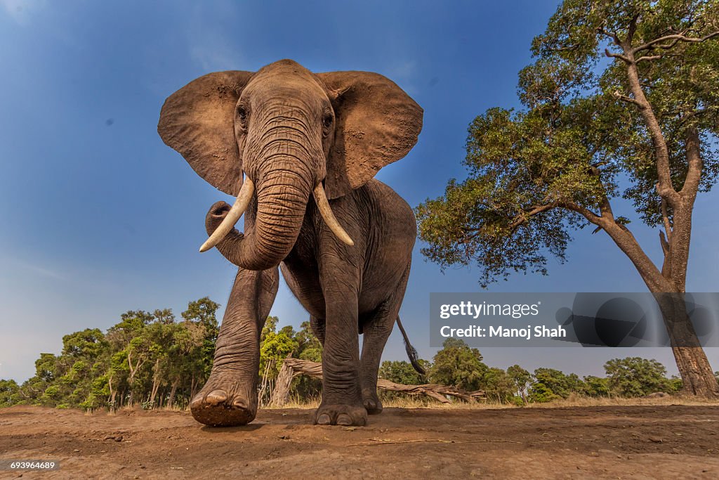 Afrcan Elephant on the move