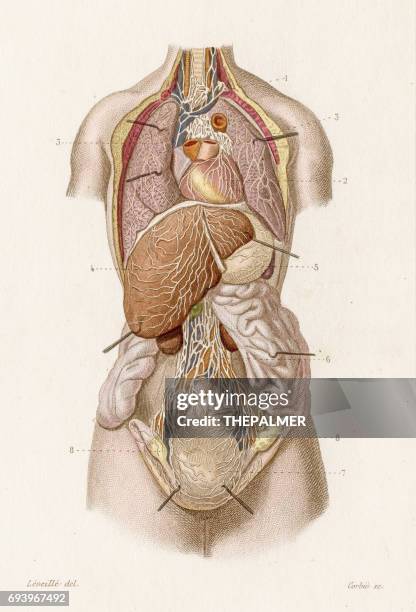 abdominal viscera anatomy engraving 1886 - female reproductive organ stock illustrations
