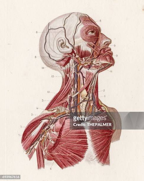 血管系統解剖學雕刻 1886 - 平板印 幅插畫檔、美工圖案、卡通及圖標