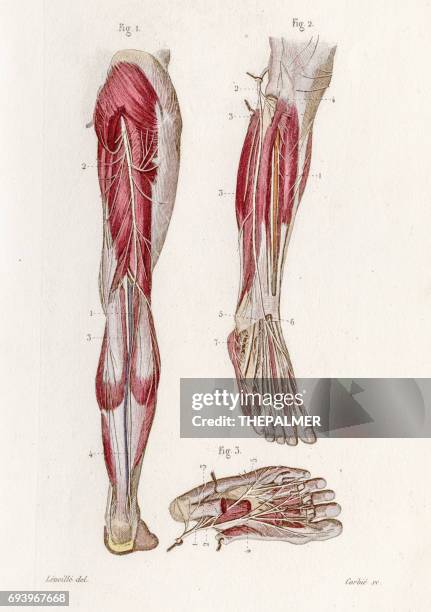 illustrations, cliparts, dessins animés et icônes de anatomie des nerfs tibial, gravure de 1886 - sciatic nerve