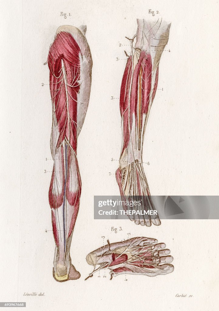 Anatomia de nervos tibial gravura 1886