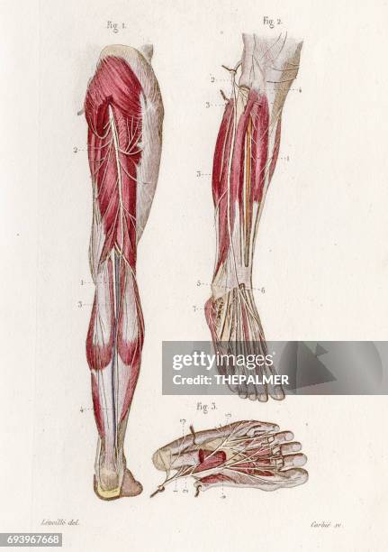tibial nerves anatomy engraving 1886 - vein muscle stock illustrations