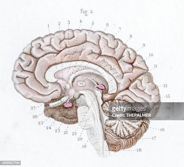ilustraciones, imágenes clip art, dibujos animados e iconos de stock de sección de la anatomía del cerebro grabado de 1886 - fornix