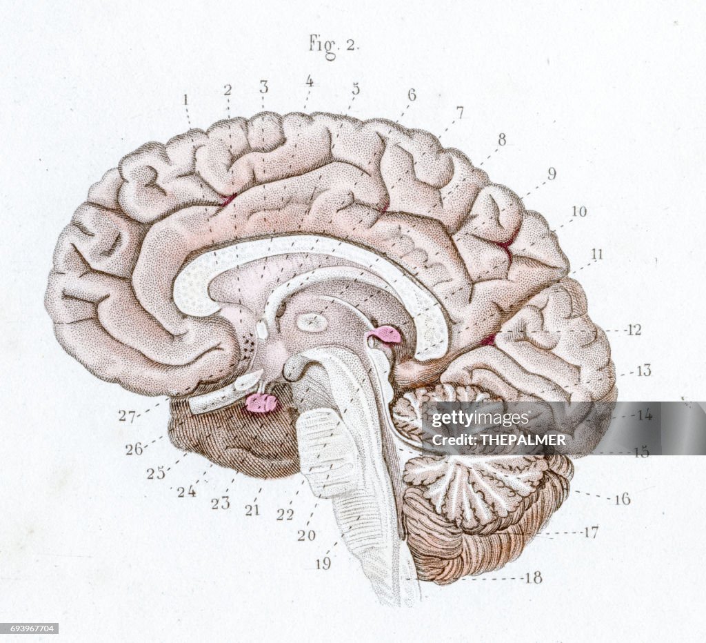 Sectie van de anatomie van de hersenen gravure 1886