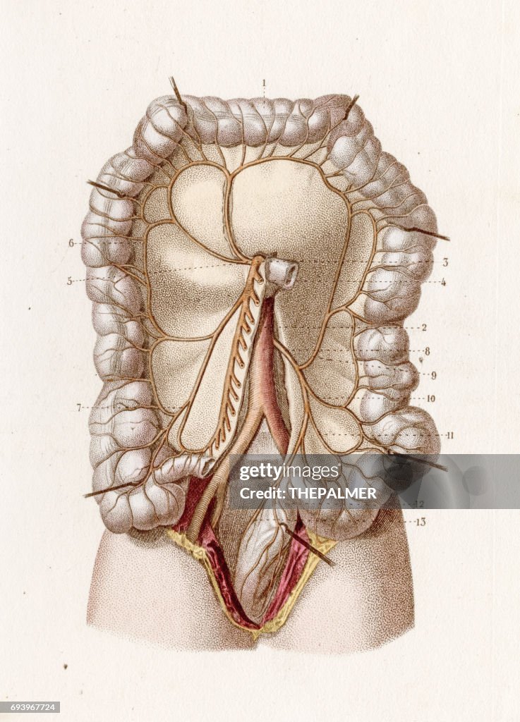 Intestine arteries anatomy engraving 1886