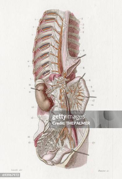 sympathetic ganglia anatomy engraving 1886 - neuropathy stock illustrations