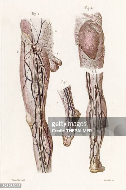 lymphatics of leg anatomy engraving 1886 - lymphatic system stock illustrations
