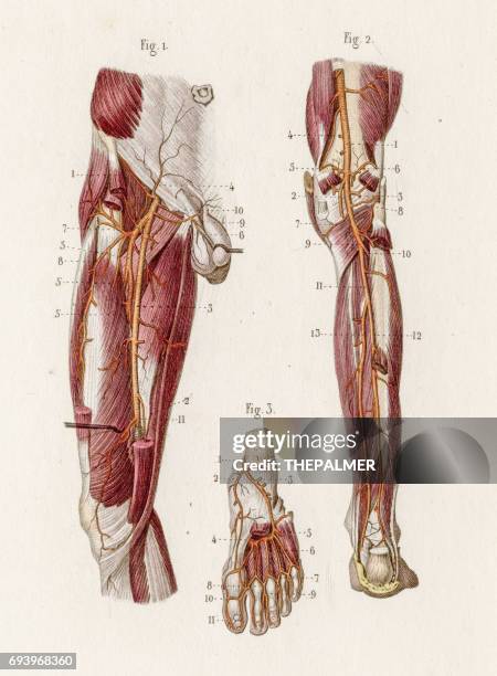 plantar arteries anatomy engraving 1886 - vein muscle stock illustrations