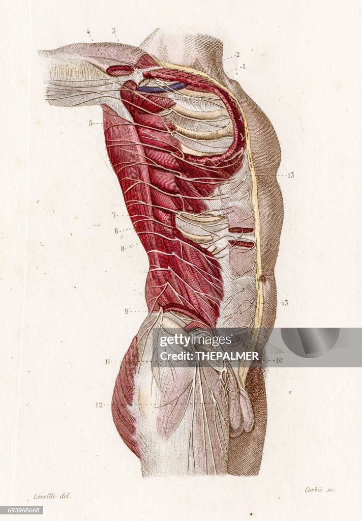 Anatomie des nerfs intercostaux, gravure de 1886