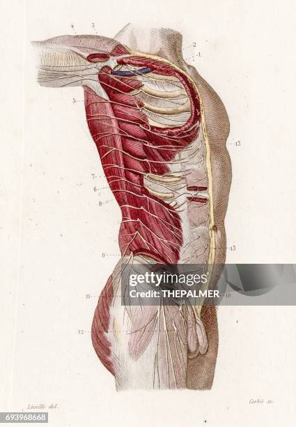 First Rib And Nerves Anatomy Of Ribs Photos and Premium High Res Pictures - Getty Images