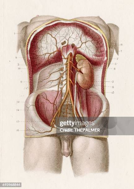 illustrazioni stock, clip art, cartoni animati e icone di tendenza di incisione anatomia sistema vascolare 1886 - animal liver