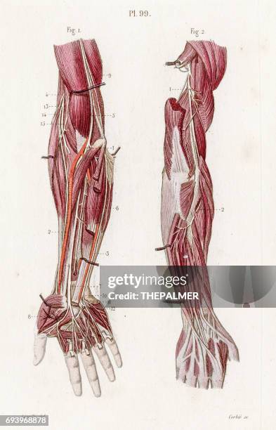 nerves upper limbs anatomy engraving 1886 - part of body stock illustrations