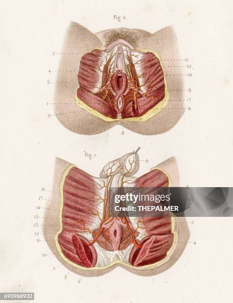 illustrations, cliparts, dessins animés et icônes de gravure de 1886 l’anatomie périnée - sphincter