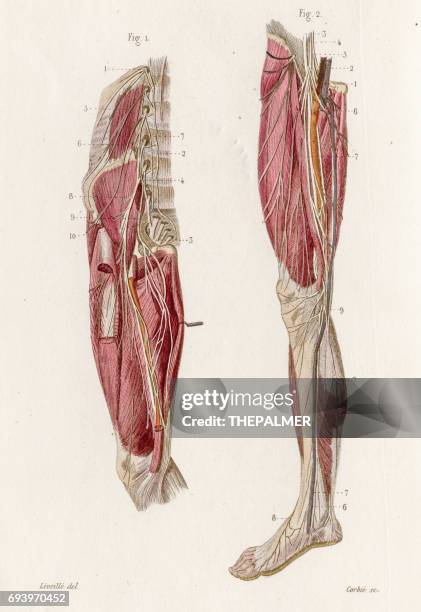 stockillustraties, clipart, cartoons en iconen met anatomie van de lumbale plexus gravure 1886 - bot in het been