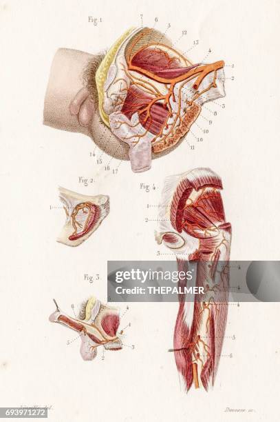 vascular system anatomy engraving 1886 - vesicular stomatitis stock illustrations