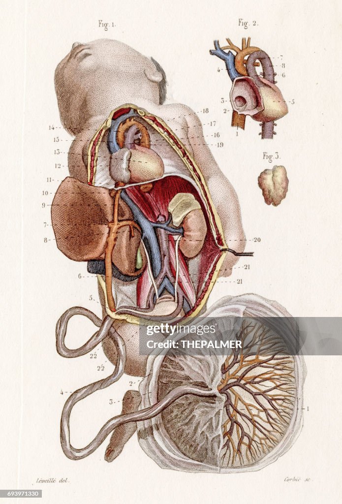 Fetal Circulation Anatomy Engraving 1886 High-Res Vector Graphic ...
