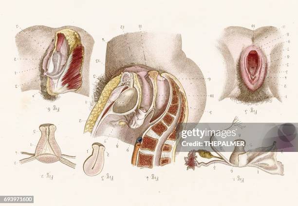 ilustraciones, imágenes clip art, dibujos animados e iconos de stock de anatomía útero grabado de 1886 - genitalia female