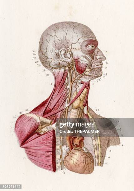 bildbanksillustrationer, clip art samt tecknat material och ikoner med vaskulära systemet anatomi gravyr 1886 - biomedicinsk illustration