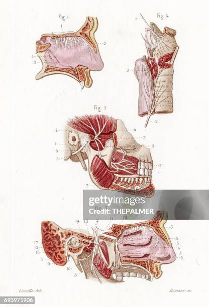 nervensystem anatomie 1886 gravur - neuropathy stock-grafiken, -clipart, -cartoons und -symbole