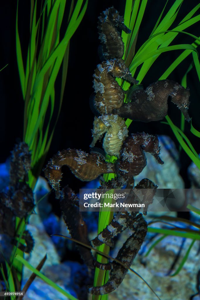 Lined Seahorse