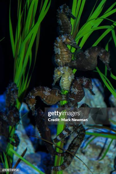 lined seahorse - lined seahorse stock pictures, royalty-free photos & images