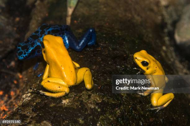 golden poison dart frog - golden poison frog stock pictures, royalty-free photos & images