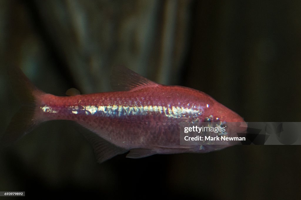 Blind Cave Fish