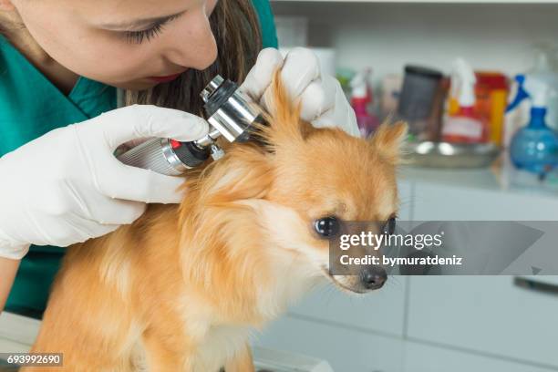 pritty dog getting a checkup at the veterinarian office - infection control stock pictures, royalty-free photos & images