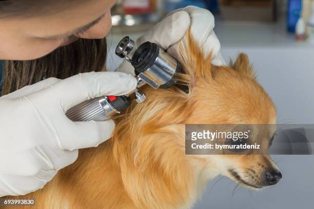 médico veterinario examinando un perro pritty - otoscope fotografías e imágenes de stock