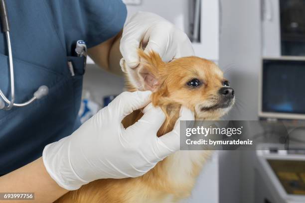 veterinario esamina orecchio di un cane - chihuahua dog foto e immagini stock