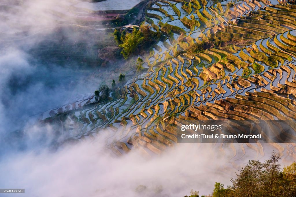China, Yunnan, Yuanyang, terraced paddy-fields
