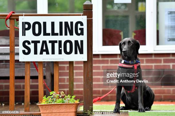 Guia, a Labrador rescued from Ecuador, waits outside a polling station in Stalybridge on June 8, 2017 in Greater Manchester, United Kingdom. Polling...