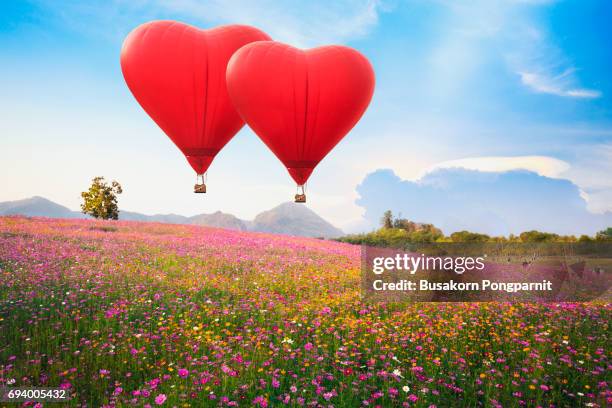 red heart air balloon over on beautiful cosmos flower in park - rosenskära bildbanksfoton och bilder