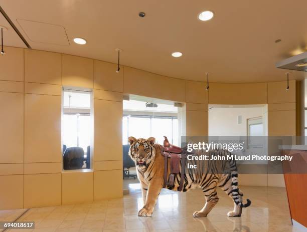 tiger wearing saddle in office - tame stock pictures, royalty-free photos & images