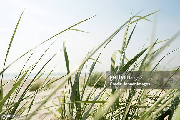 close up of blades of grass on beach - beach nobody stock-fotos und bilder