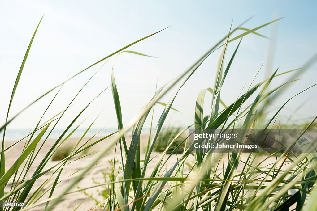 Close up of blades of grass on beach