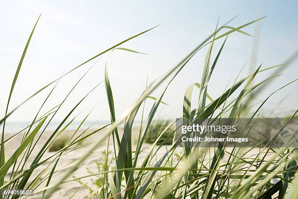close up of blades of grass on beach - gräsblad bildbanksfoton och bilder