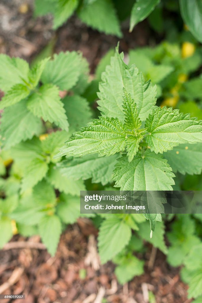 Nettles, close-up