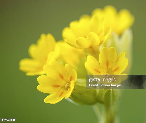 cowslip, close-up - primula stock pictures, royalty-free photos & images