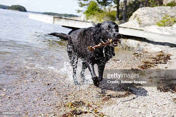 dog with stick running across riverbank - stockholm beach stock pictures, royalty-free photos & images