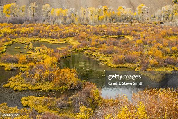 autumn leaves near pond - ketchum idaho stock pictures, royalty-free photos & images