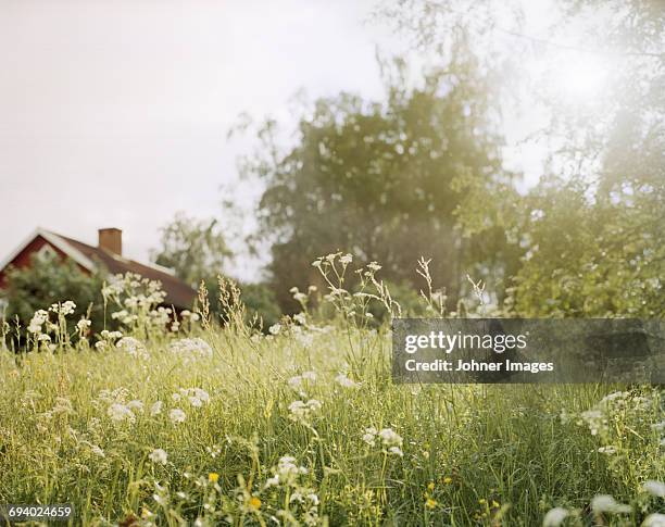 meadow and a house - dalarna stock pictures, royalty-free photos & images