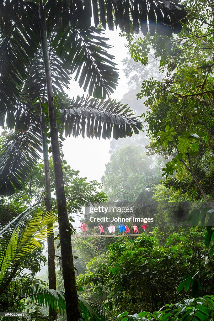 Tourists on rope bridge in rainforest