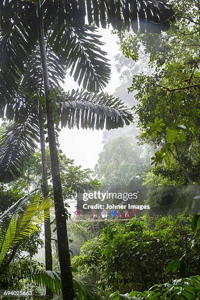 tourists on rope bridge in rainforest - costa rica forest stock pictures, royalty-free photos & images