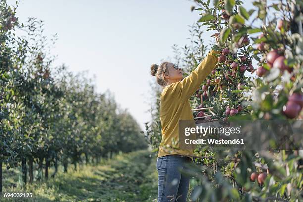 young woman harvesting apples - apple picking stock pictures, royalty-free photos & images