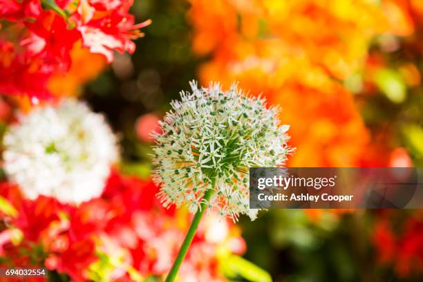 a white alium flower and orange azalea flowers in holehird gardens, windermere, uk. - alium stockfoto's en -beelden