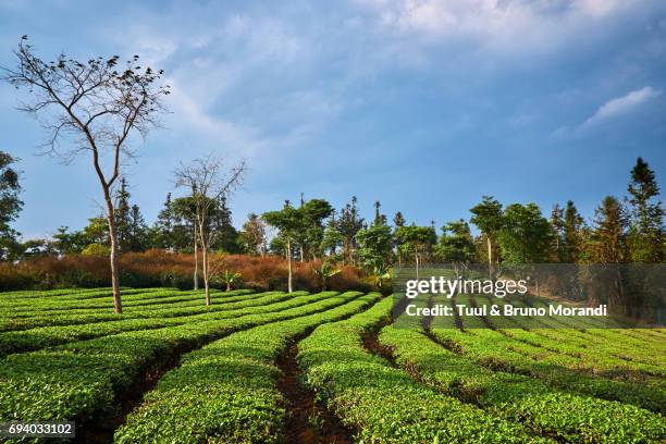 china, yunnan, xishuangbanna district, tea tree, tea picker picking tea leaves - xishuangbanna stock pictures, royalty-free photos & images