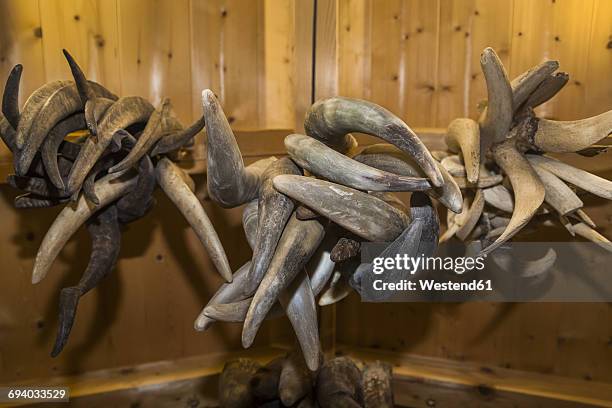 goat horns, close up - krampus stock pictures, royalty-free photos & images