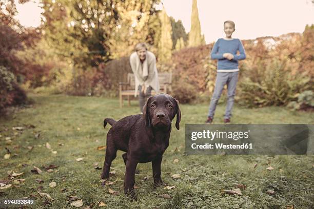 Labrador Owner 83 Labrador Standing With Owner Stock Photos, High-Res Pictures, and ...